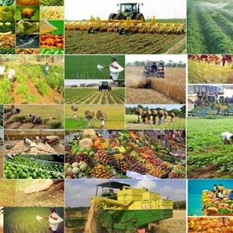 مبانی مدیریت عامل شرکت تعاونی تولید روستایی و سهامی زراعی